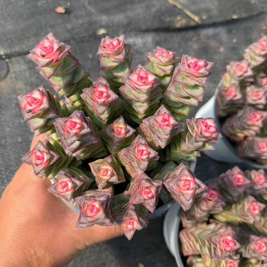 25165 星の王子薬錦