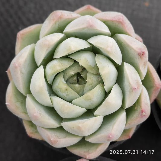 MMT826 クイーンオブピーチ（5.5cm pot）