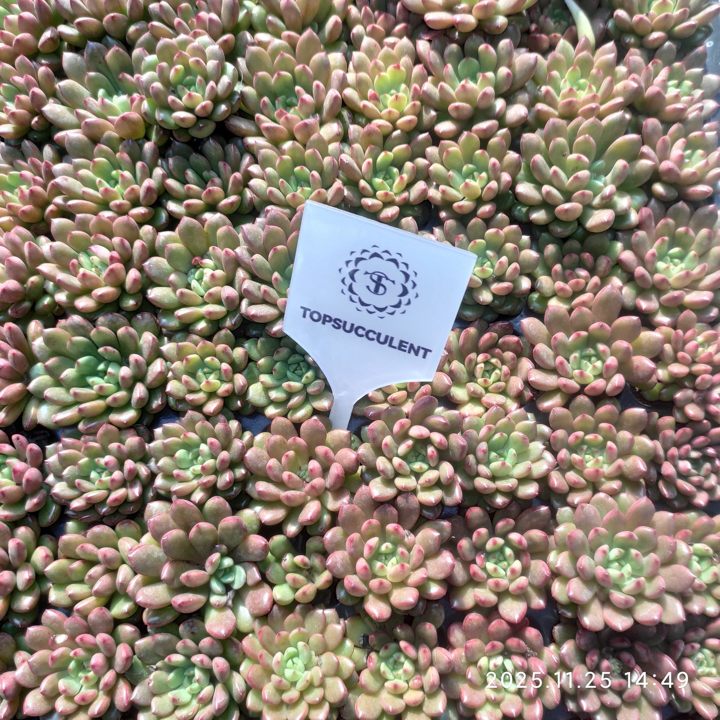 220591 ピンクルビー（3cm pot）（ポット苗）