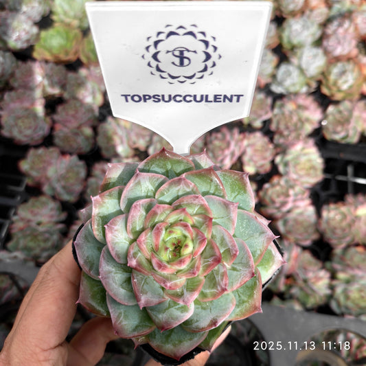 22433  ダーククイーン（7cm pot）