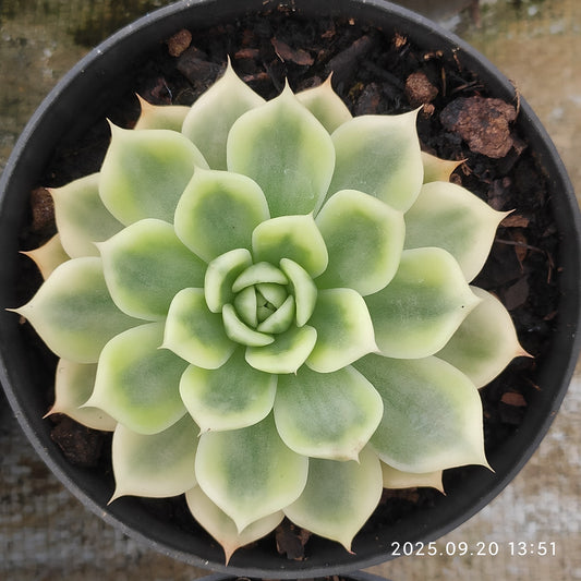 XY257 バタフライ錦（10cm pot）