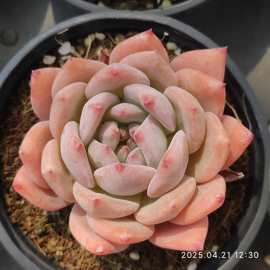 SKL385 ジェリーオレンジ（9cm pot）