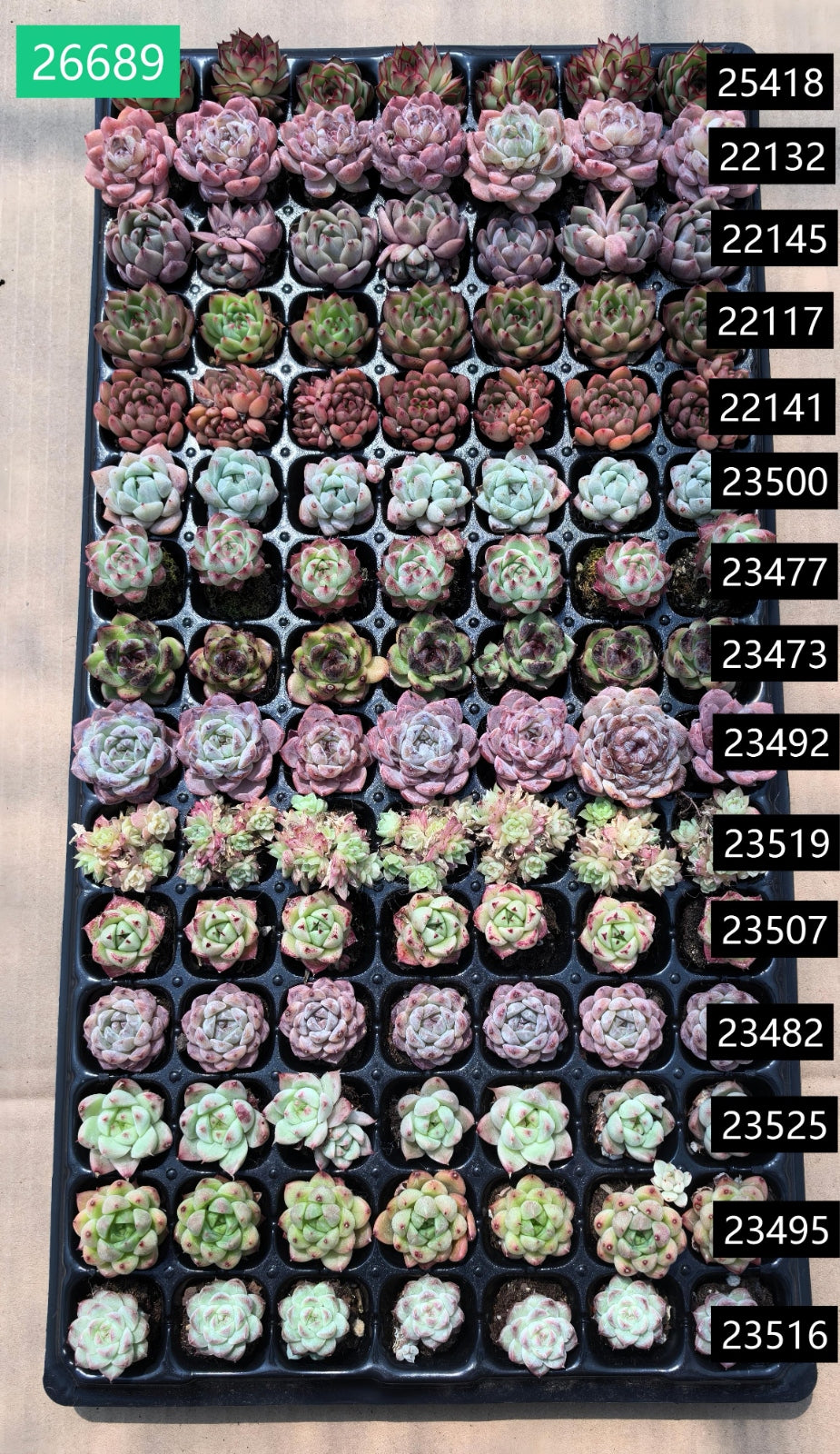 105穴鍼灸プレートの組み合わせ 20