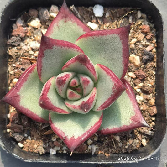 HC086 エボニー（6.5 cm pot）