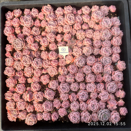 23050 エリー　クィーンHyb（5cm pot）（ポット苗）