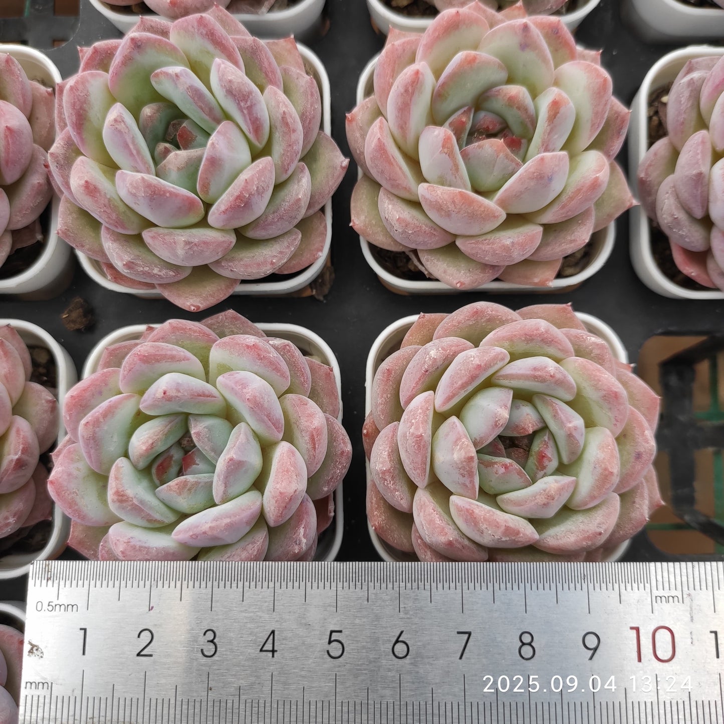 MMY154 ストロベリーアーモンド （5.5cm pot）