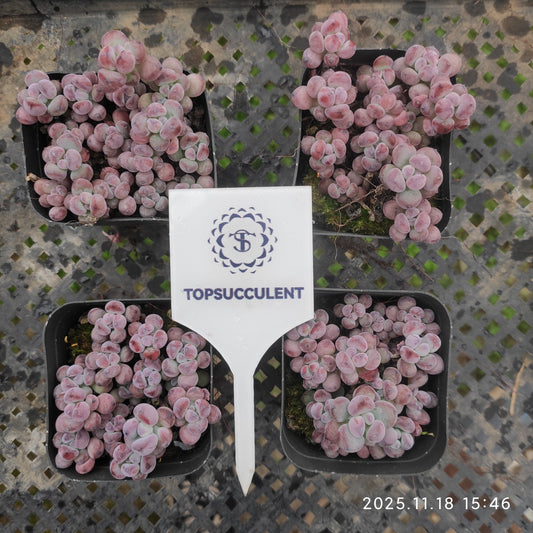 18480 コミックトム（7cm pot）