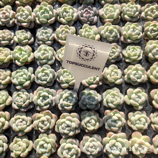 220571 グレイズ　アフターグロー（3cm pot）（ポット苗）