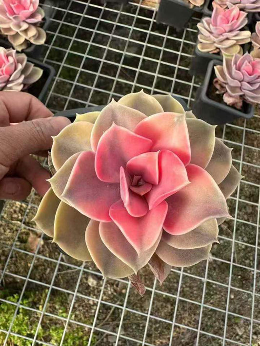 26604 ウエストレインボー