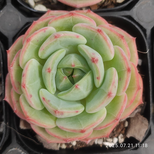MMY1087 ジザー　シー（6.3cm pot）