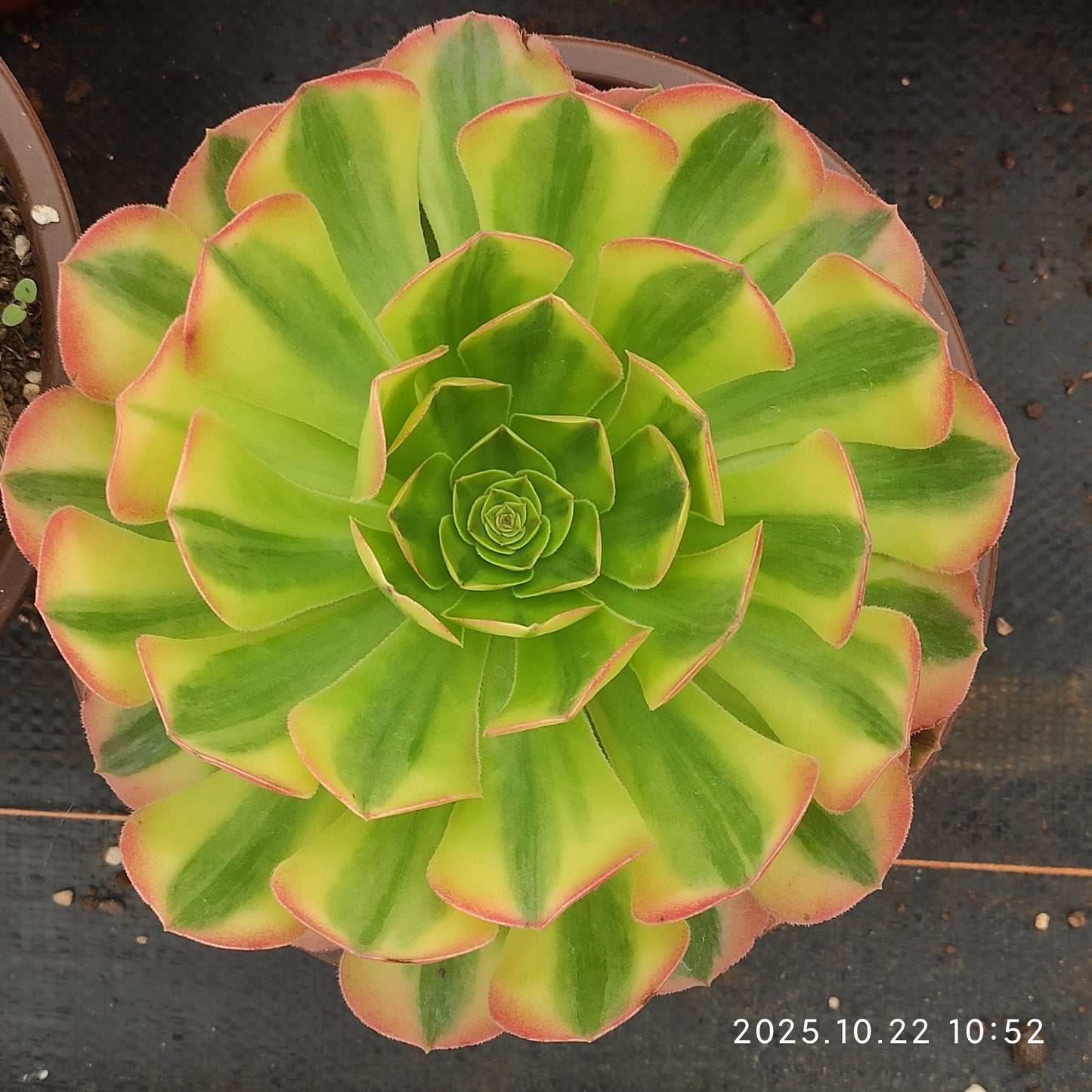 THH083 レーン　ロータス（18cm pot）