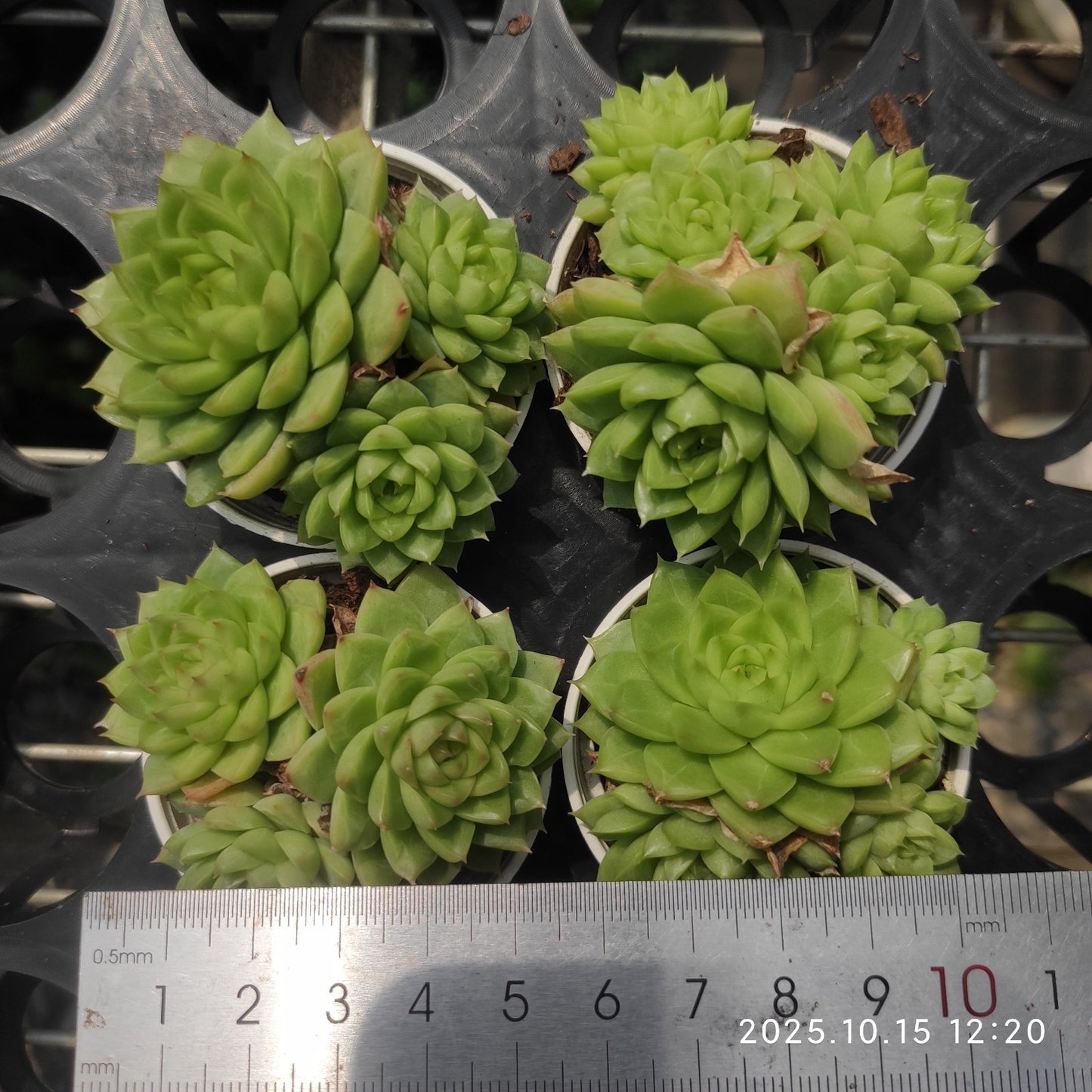 20870 新品種　クイーンローズHyb（5.5cm pot）