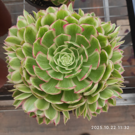 THH110 ピーコック　フェザーズ（15cm pot）