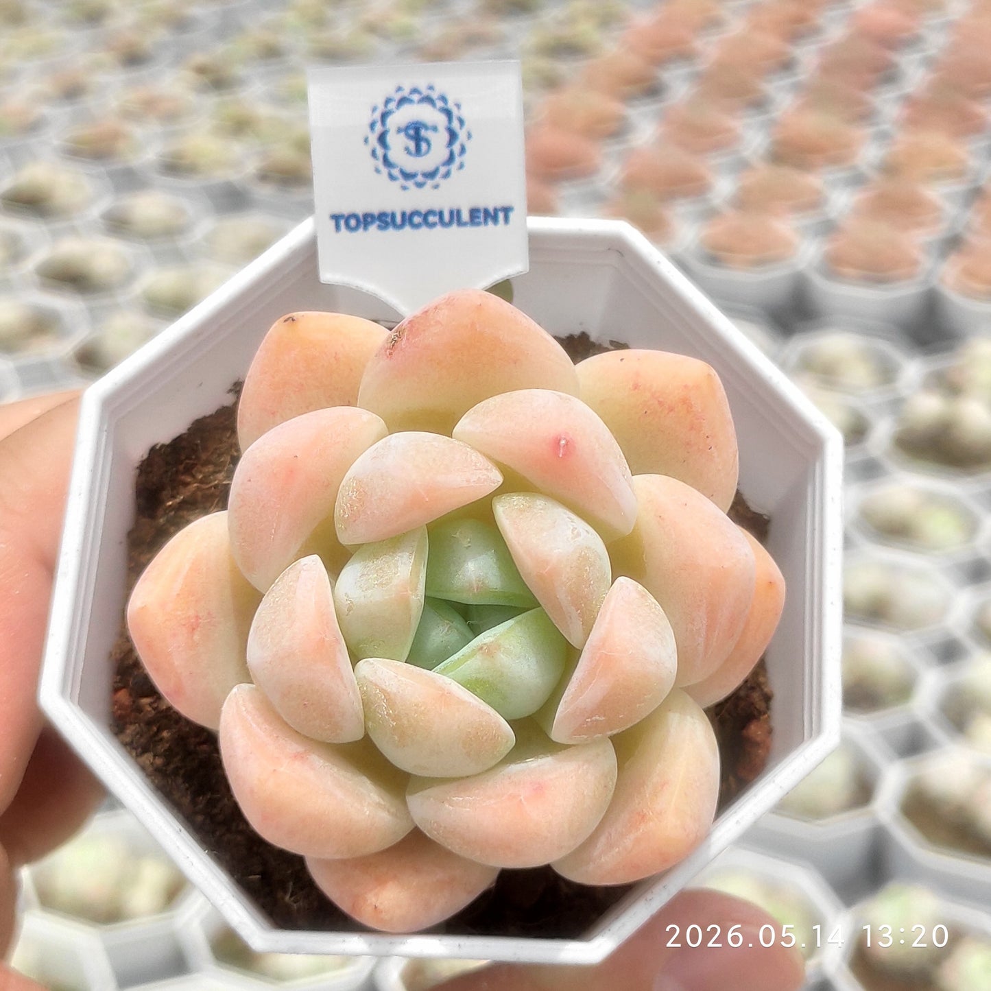 15250 ホータンジェイド