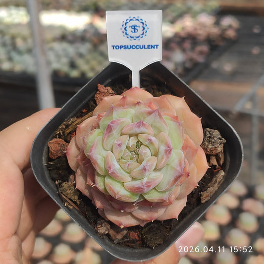 25680 ジェリー グミーズ