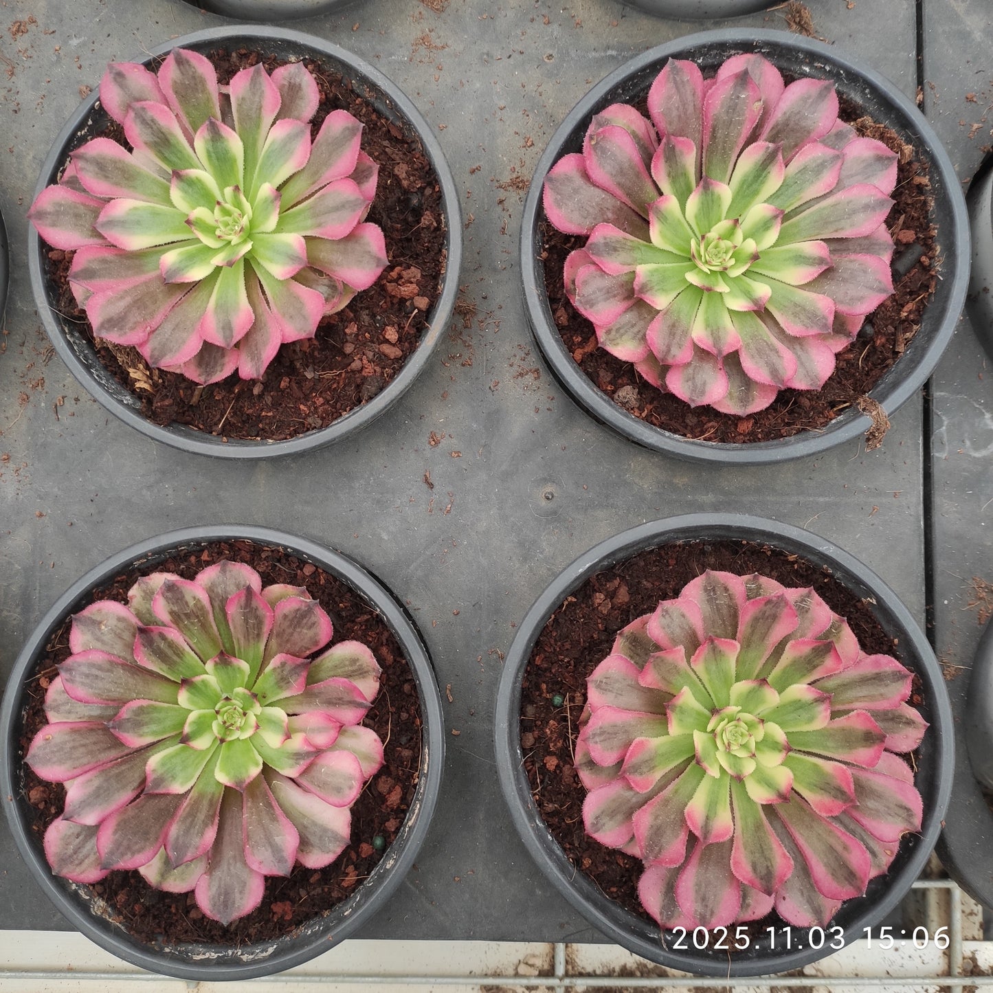 22300 アエオニウム　ホワイトムーンライト（7cm pot）