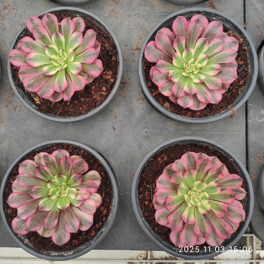 22300 アエオニウム　ホワイトムーンライト（7cm pot）