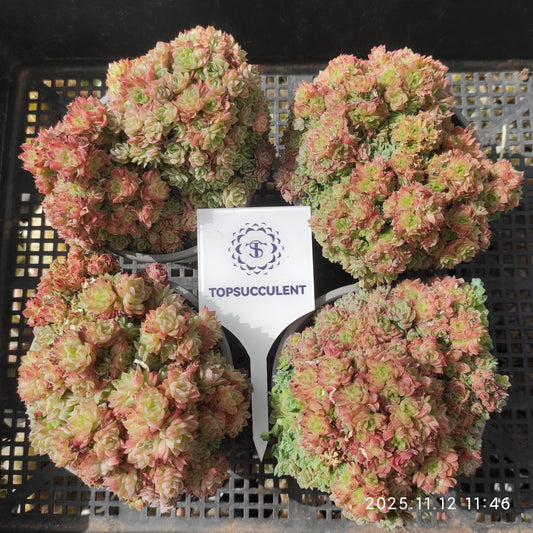 18342  グレープフルート　マルギャン（9cm pot）