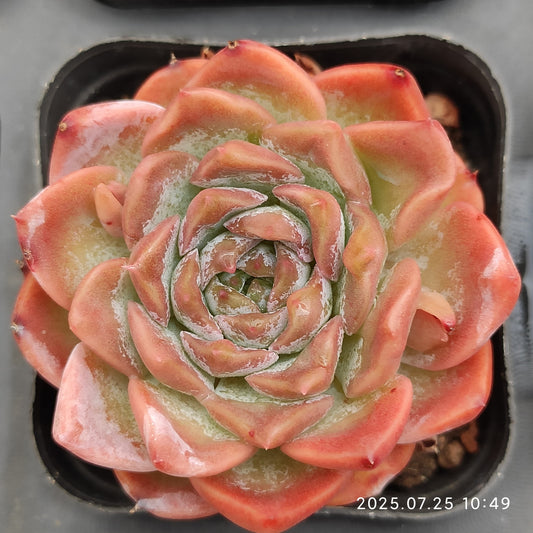 NGN391 エリークィーン (6.5cm pot)