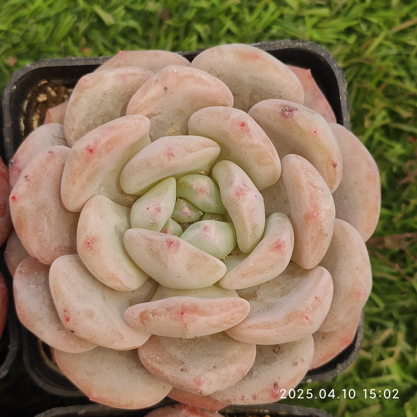 NGN717 モンロー（7cm pot）