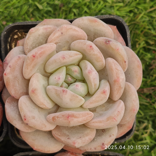 NGN717 モンロー（50cm pot）