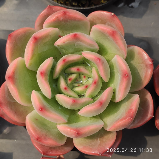 MMT021 マドンナ（9cm pot）