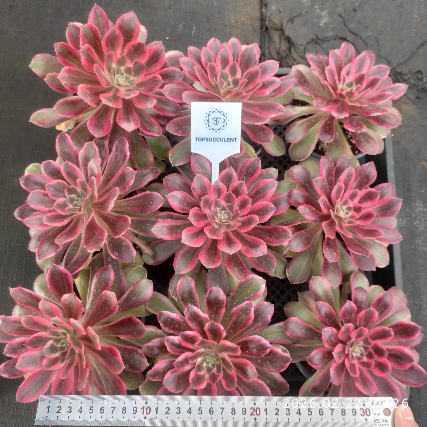 26088 ブラック　デビル