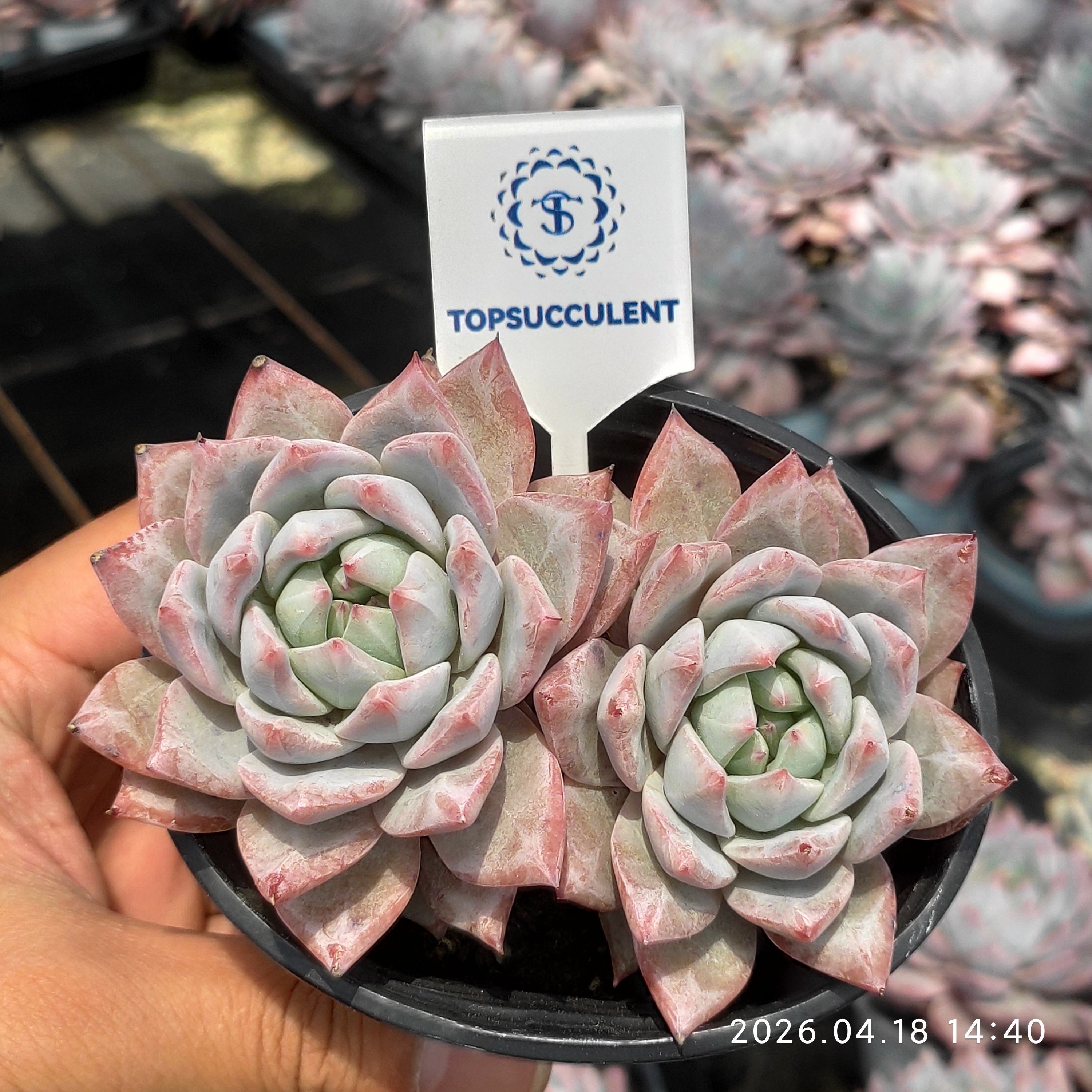 商品一覧 – Top Succulent®