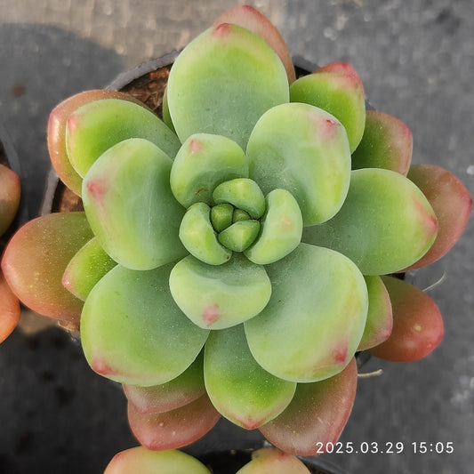 MMT191 シャングリー　エレー （5.5cm pot）