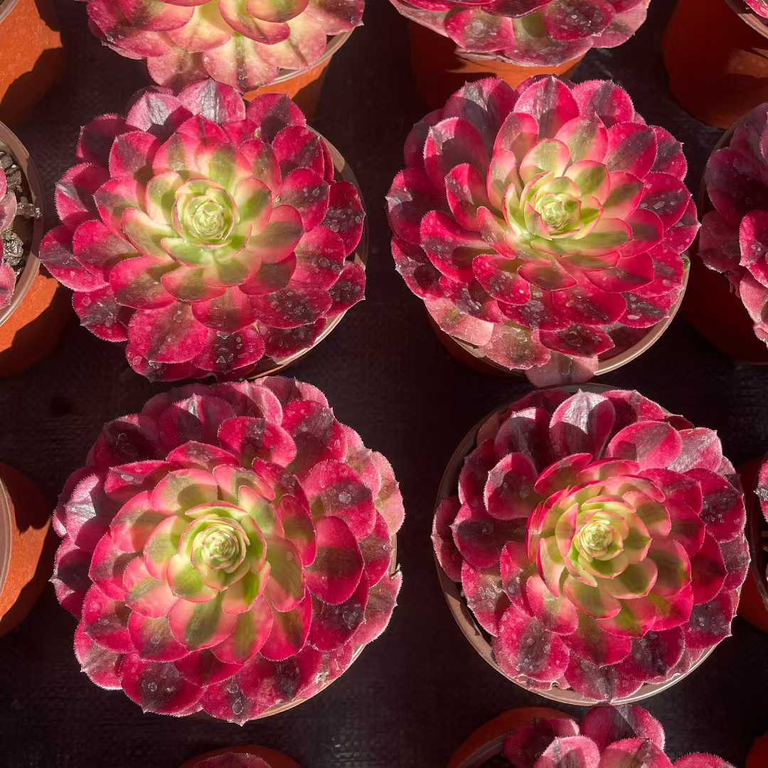 25315 アエオニウム　ゴージャス