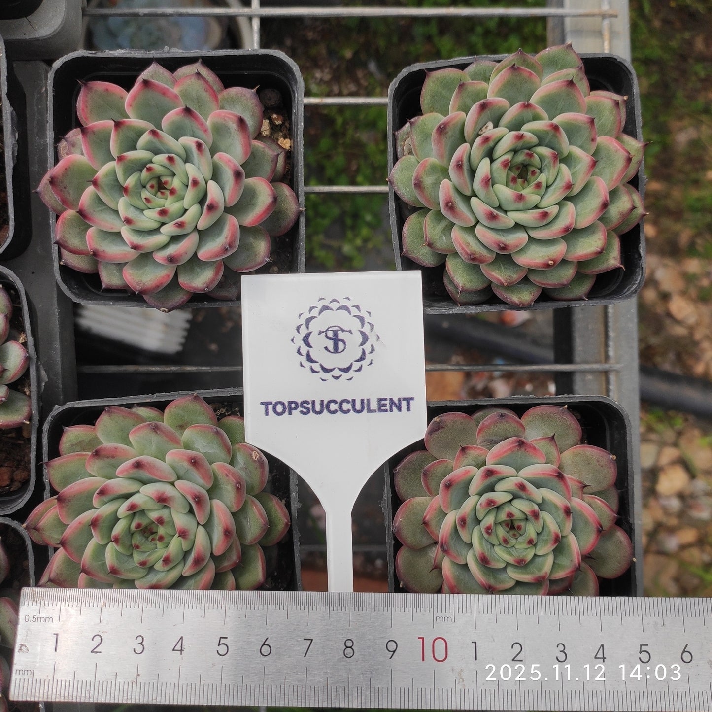 7248 スターライトジェニー（7cm pot）