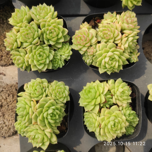 19947 新品種　クイーンローズHyb（7cm pot）