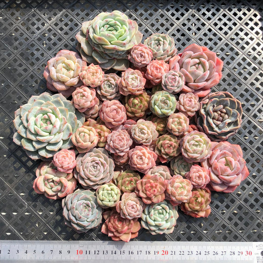 22048 ミックス苗 12