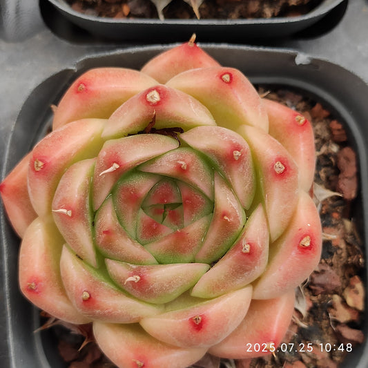 NGN388 パープル　スモーク (6.5cm pot)