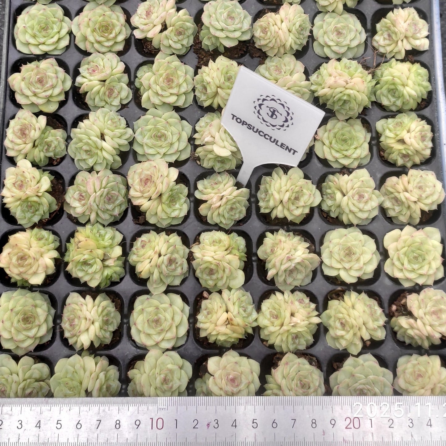 22129  ホワイトスワン（白鳥）（3cm pot）（ポット苗）