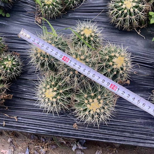 ZL236 金鯱 (18cm pot)