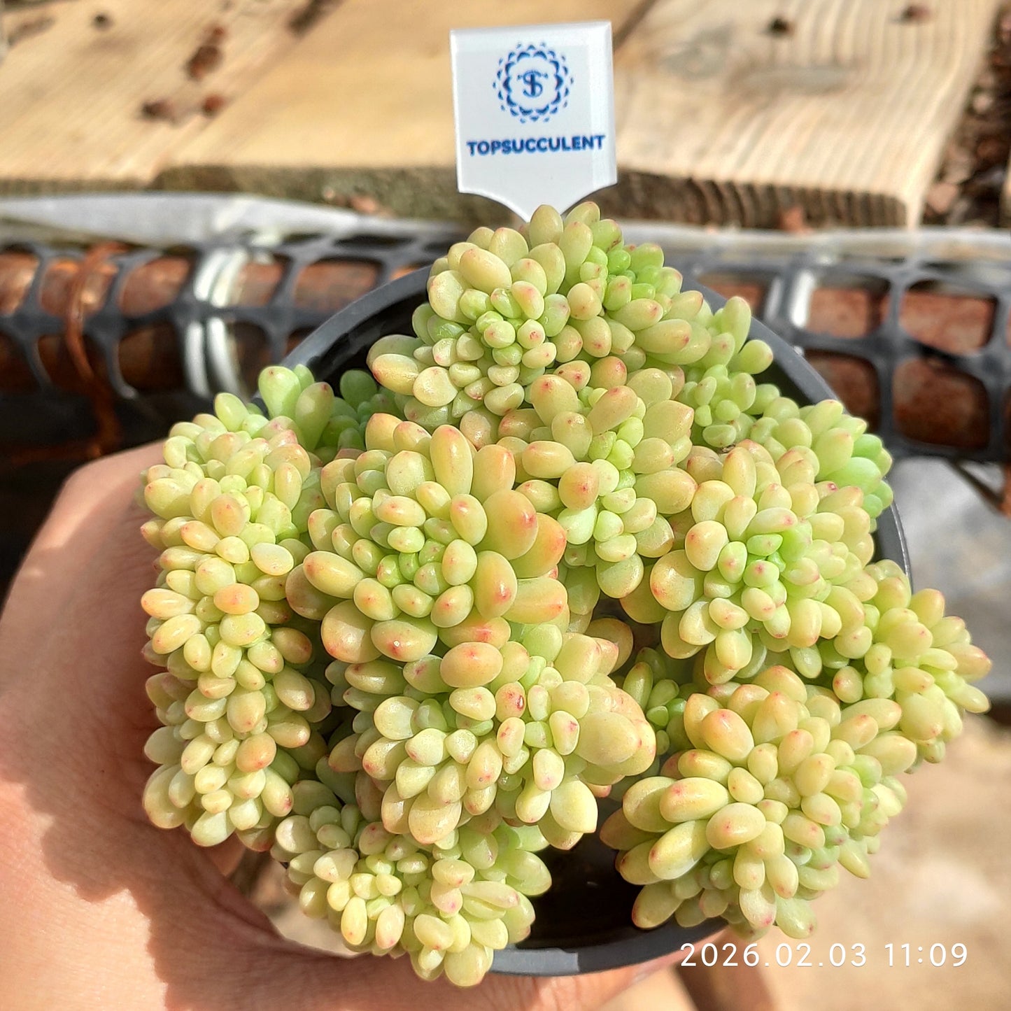 25601 シャングリラ綴化