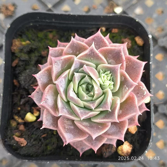 LG785 フラワーズ （6.5cm pot）