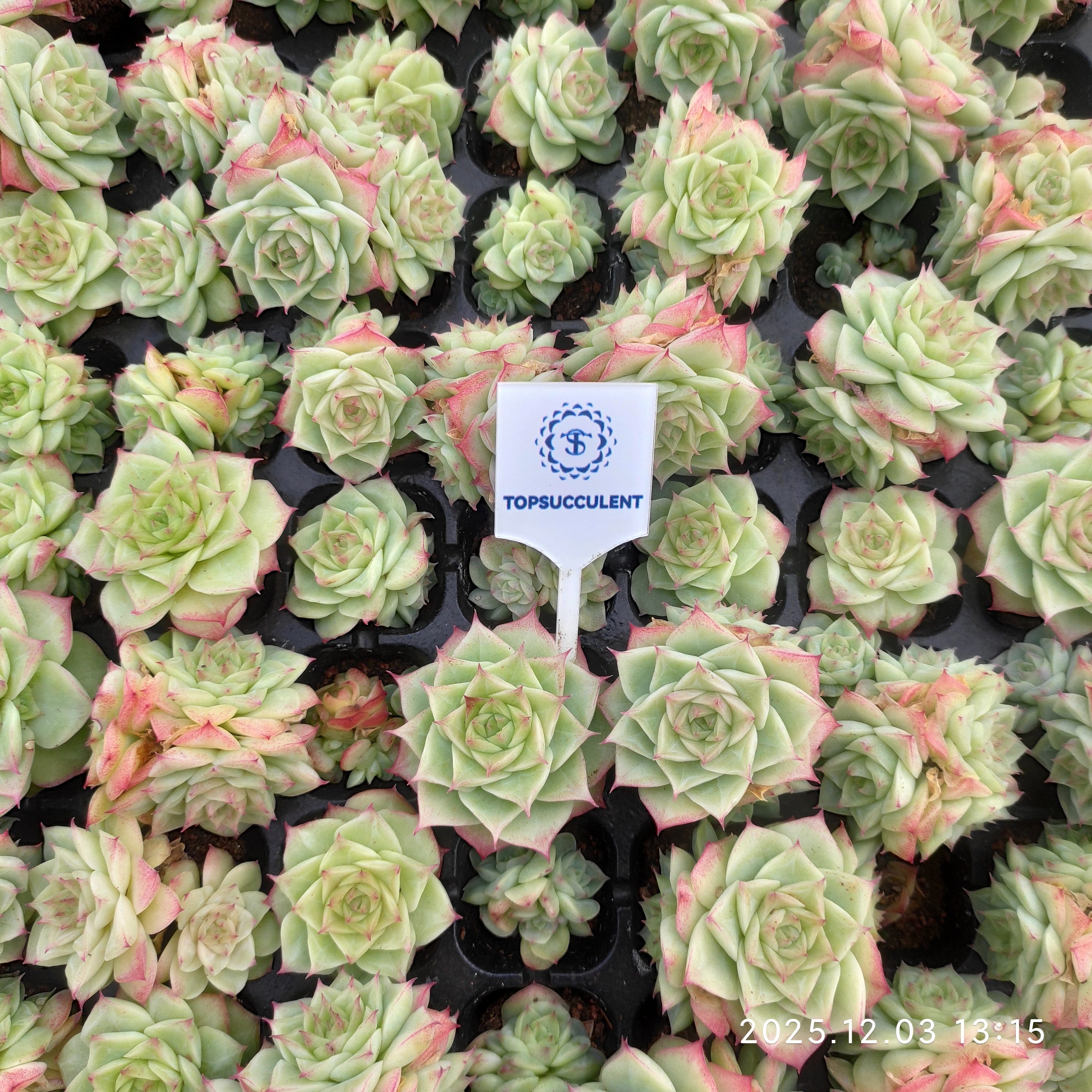 プラグトレー苗 20251211 – Top Succulent®