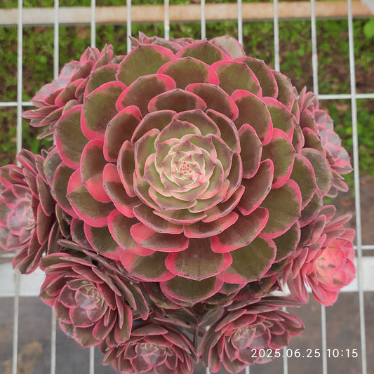 YS262 アエオニウムピンクガール（20cm pot）