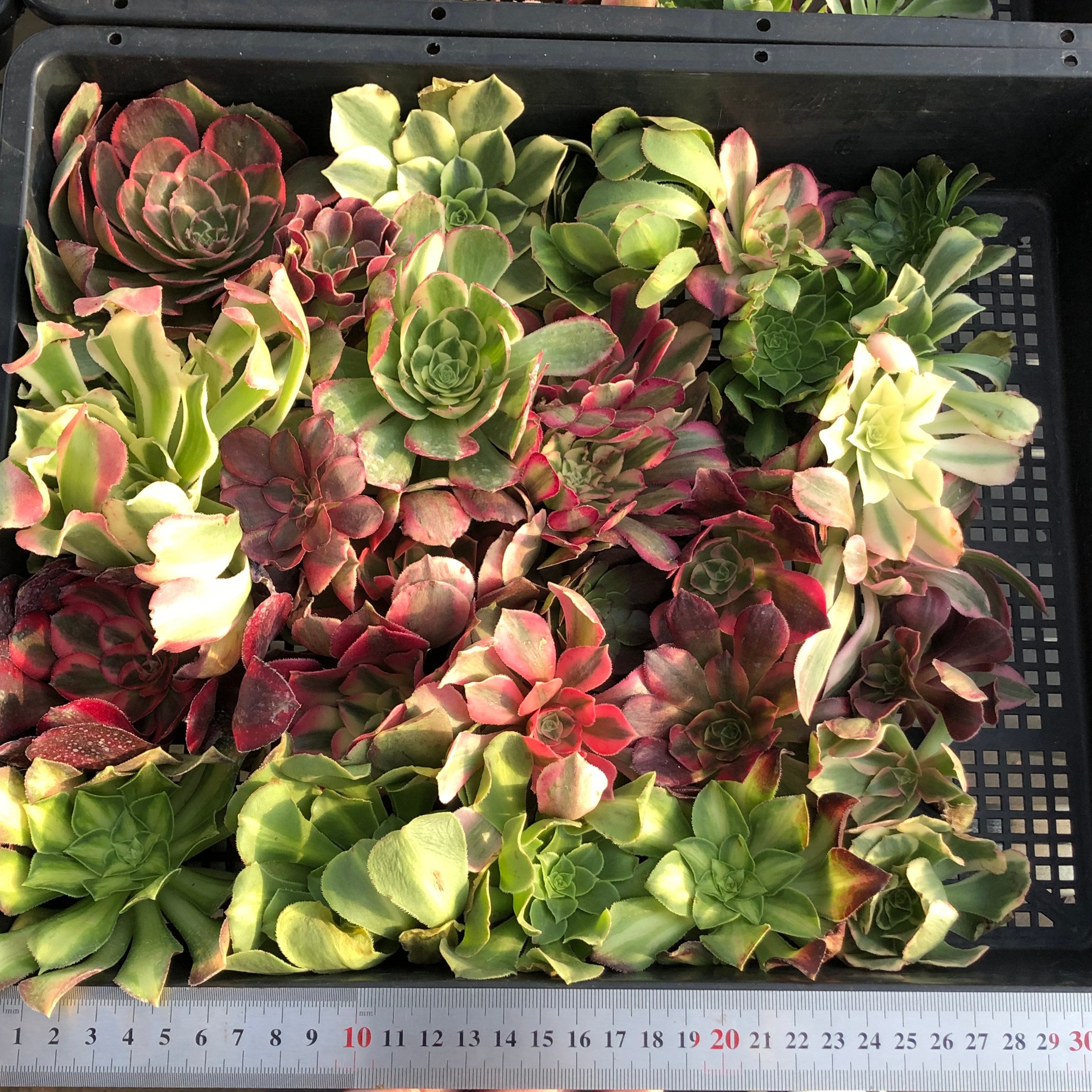 アエオニウム （カット苗）ミックス苗 – Top Succulent®