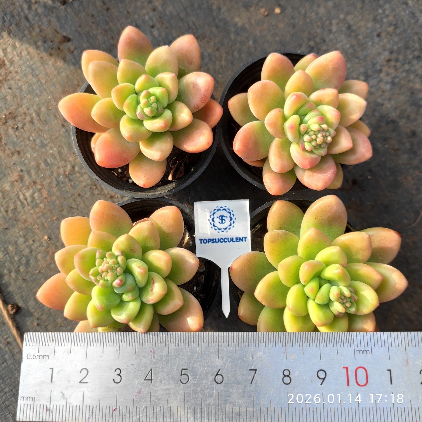 0760 シャングリー　エレー