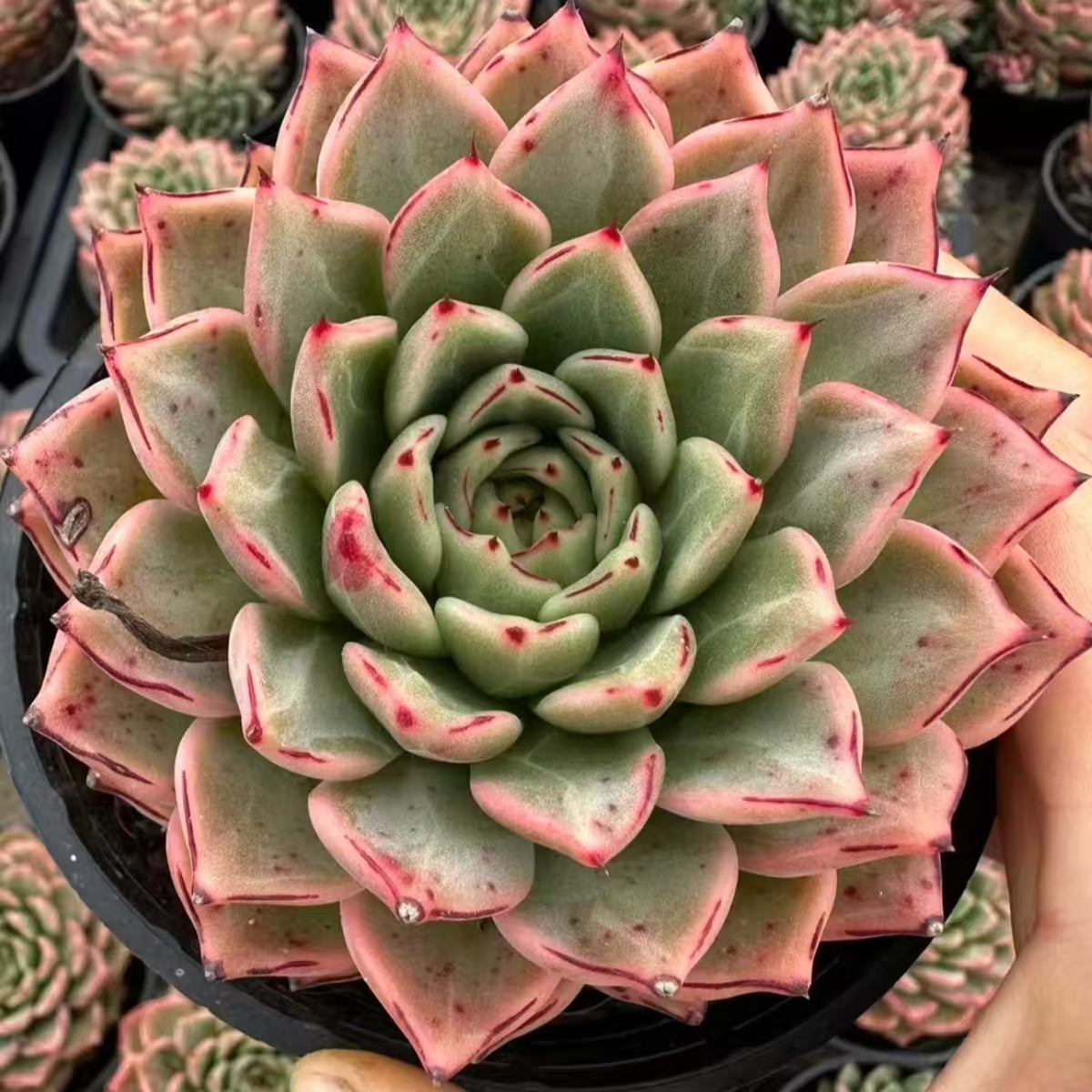 数量限定の新商品（抜き苗）普通苗一覧 – Top Succulent®