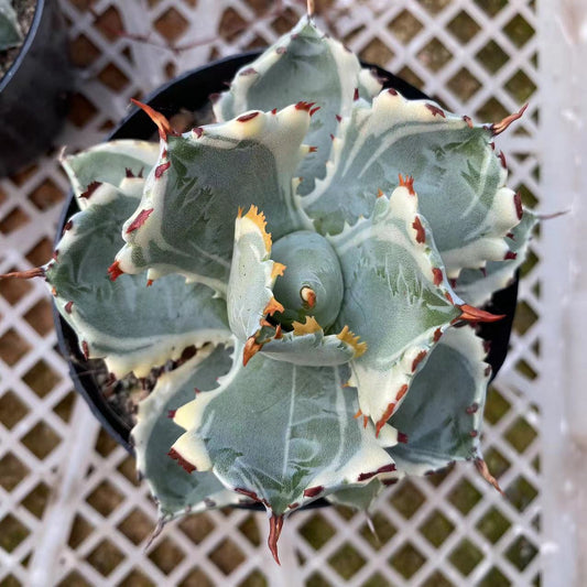 LJHH015 王妃甲蟹覆輪（9cm pot）