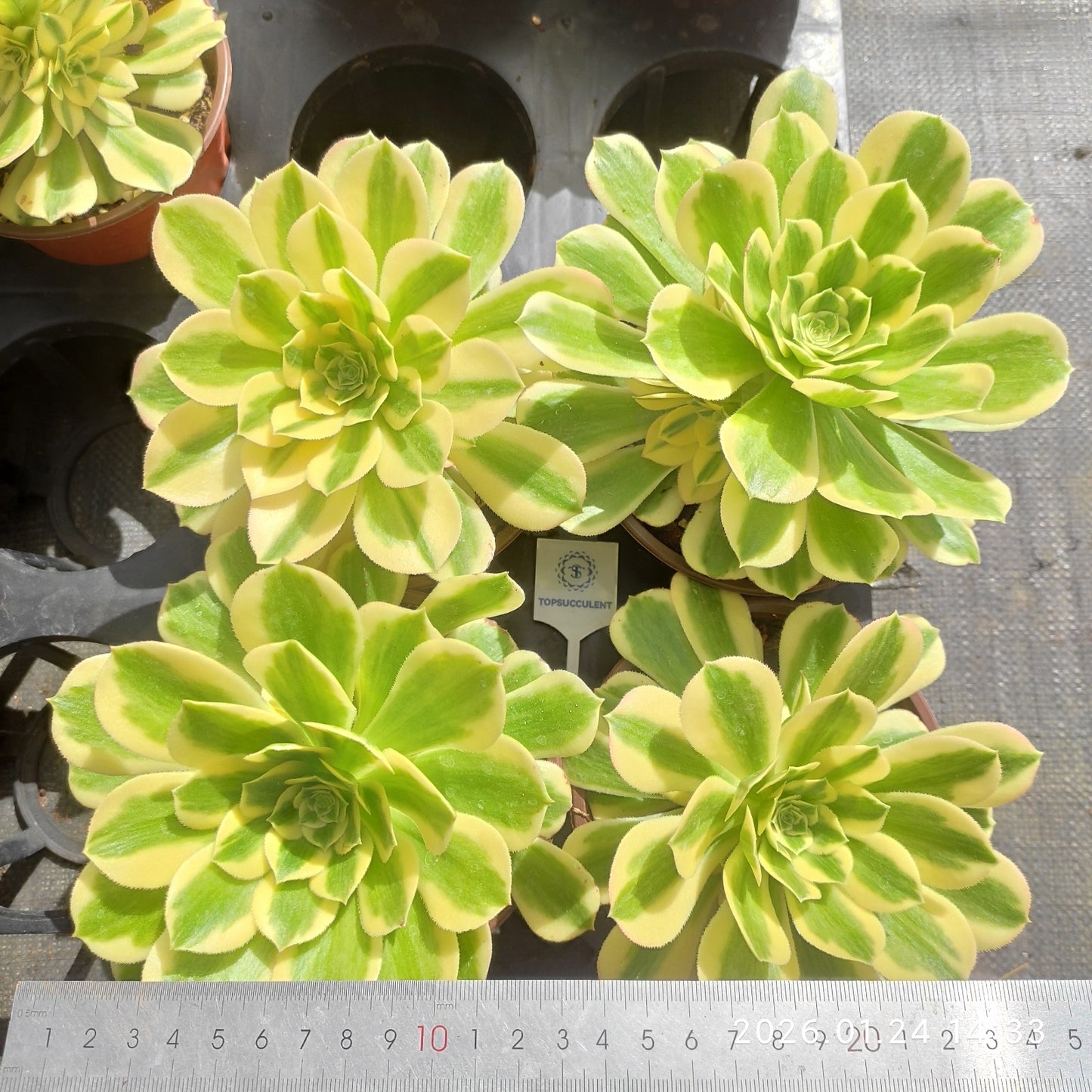 23309 アエオニウム　マバハ