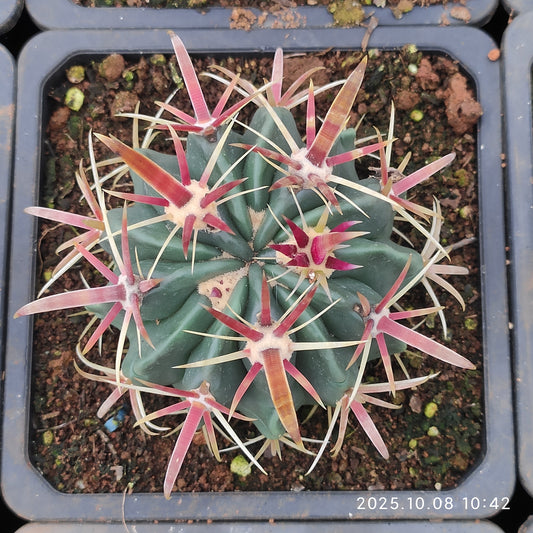 DMC041 日の出丸（9cm pot）