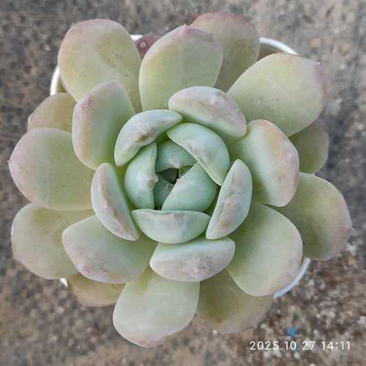 HG143 アイス　グリーンHyb（7cm pot）