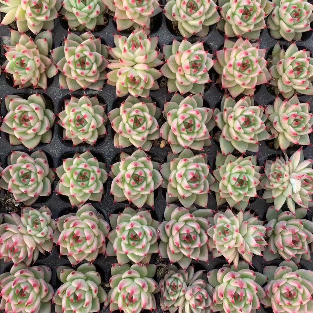 25435 トスカーナ