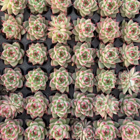 25435 トスカーナ