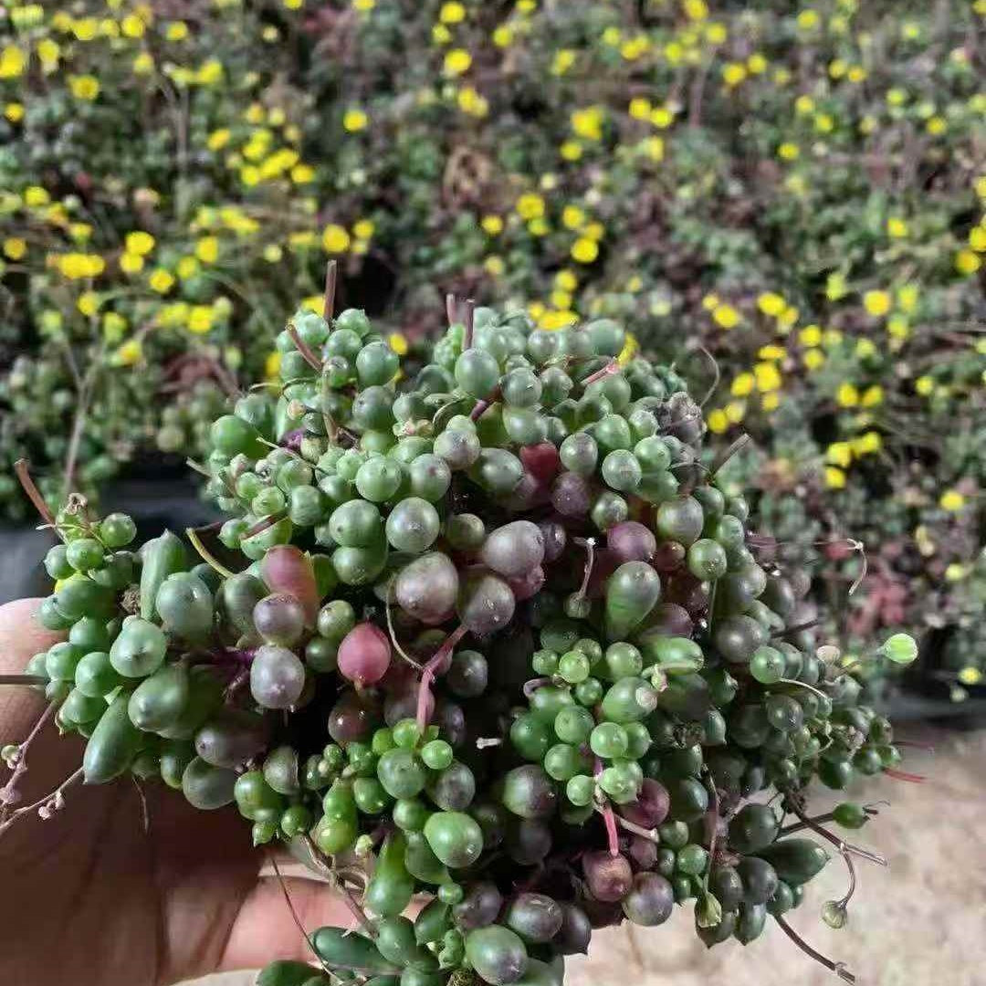 セネシオ – Top Succulent®